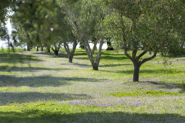 Oliveto inerbito: tutti i vantaggi per la sostenibilità del giardino