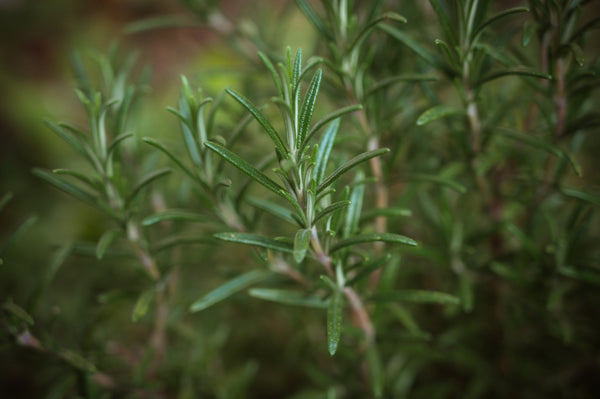 Pianta di Rosmarinus officinalis