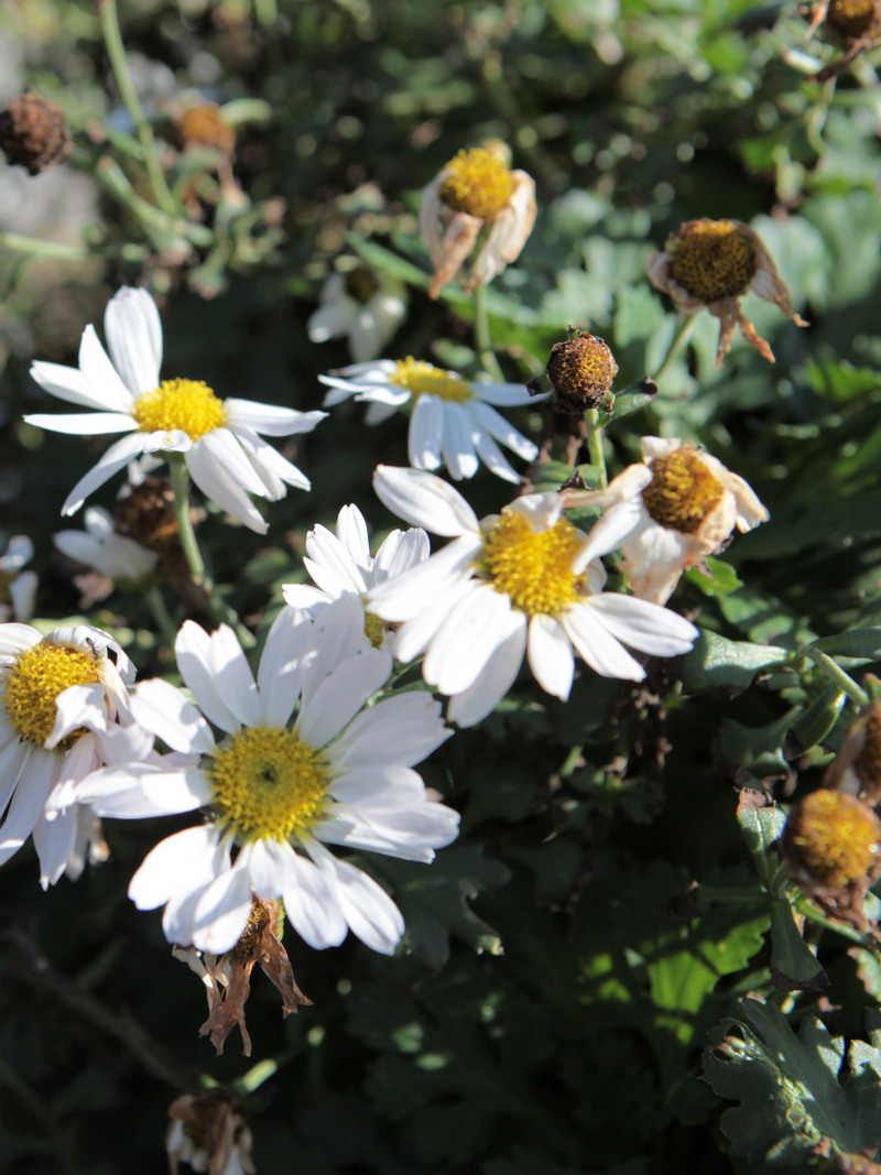 Dettaglio di una pianta di Anthemis maritima