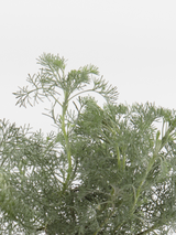 Dettaglio di una pianta di Artemisia abrotanum