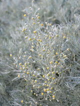 Dettaglio di una pianta di Artemisia arborescens 'Carcassonne'