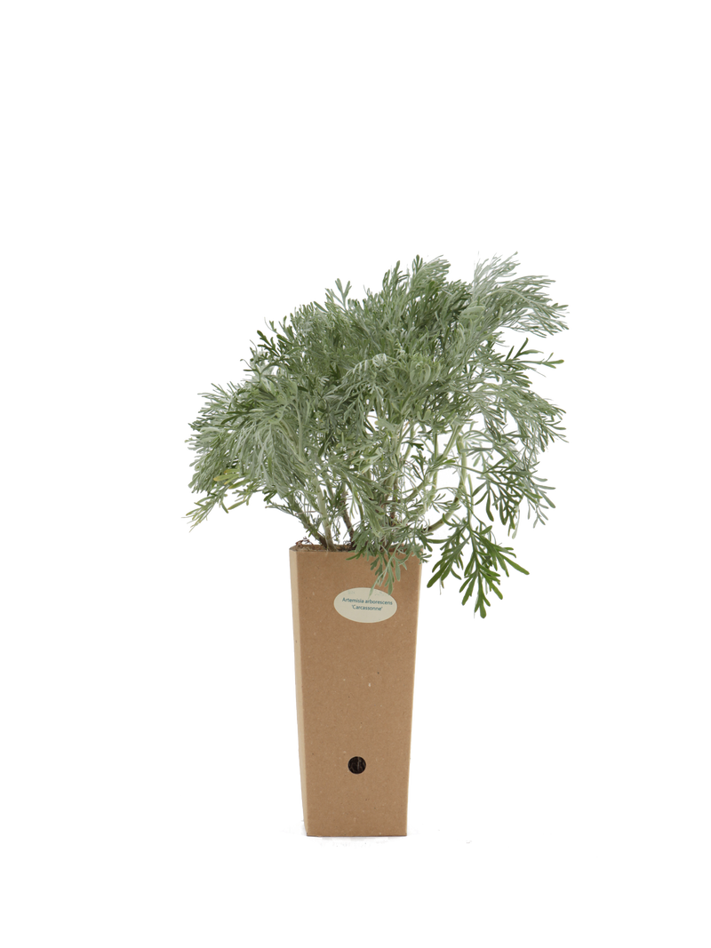 Pianta di Artemisia arborescens 'Carcassonne' in vaso di cartone 9x9x20