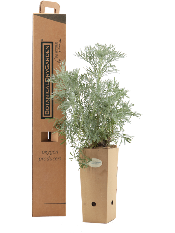 Pianta di Artemisia arborescens 'Porquerolles' in vaso di cartone 9x9x20 con scatola BotanicalDryGarden 