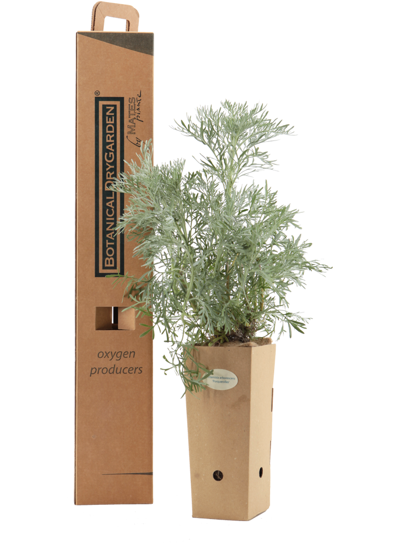 Pianta di Artemisia arborescens 'Porquerolles' in vaso di cartone 9x9x20 con scatola BotanicalDryGarden 