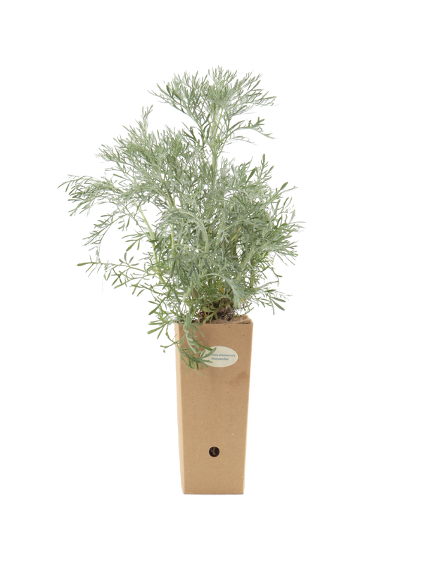 Pianta di Artemisia arborescens 'Porquerolles' in vaso di cartone 9x9x20