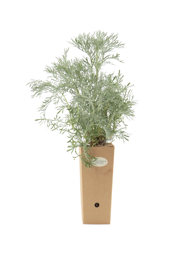 Pianta di Artemisia arborescens 'Porquerolles' in vaso di cartone 9x9x20