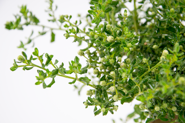 Dettaglio di una pianta di Baccharis pilularis