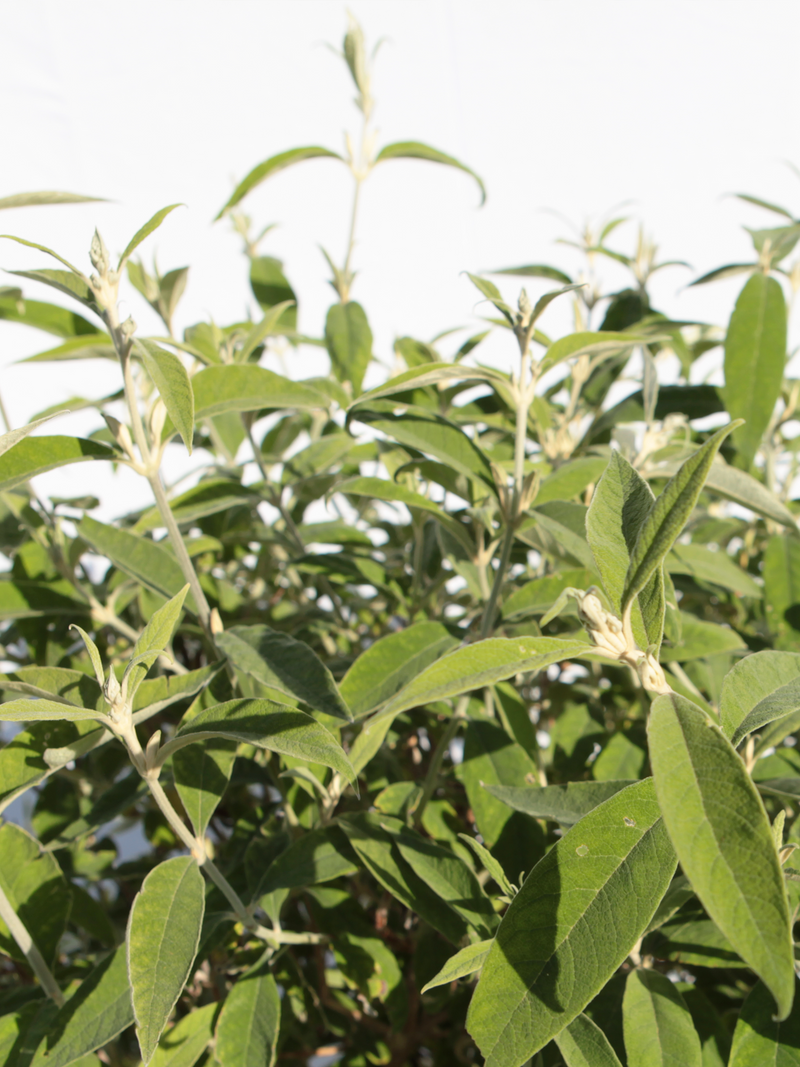 Dettagli di una pianta di Buddleja officinalis