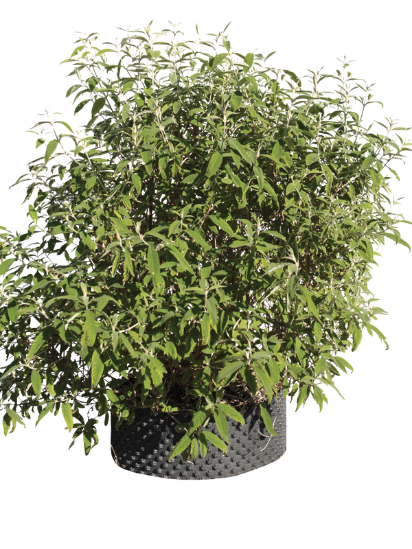 Pianta di Buddleja officinalis in vaso R50