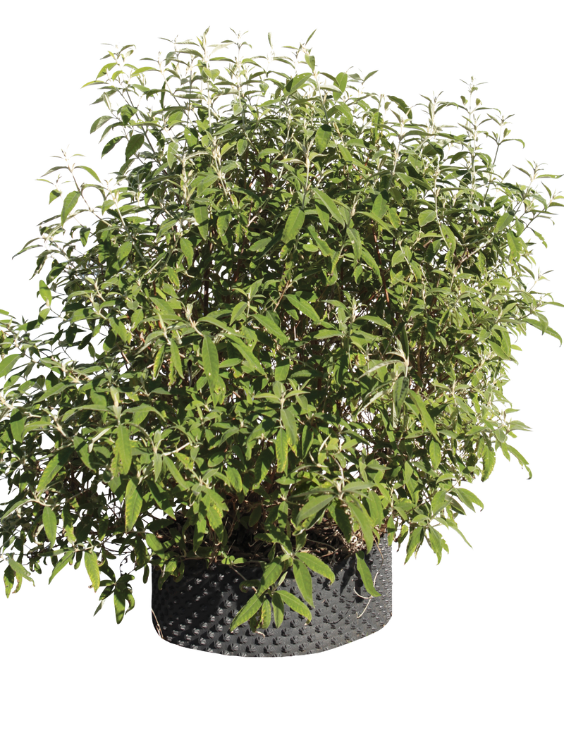 Pianta di Buddleja officinalis in vaso R50