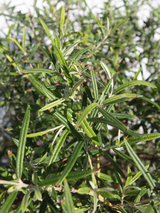 Dettaglio di una pianta di Buddleja saligna