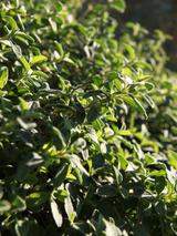 Cistus pauranthus Natacha - Flatpot