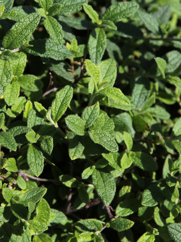 Dettaglio di una pianta di Cistus salviifolius