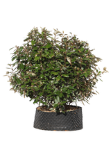 Pianta di Elaeagnus ebbingei compacta in vaso R50