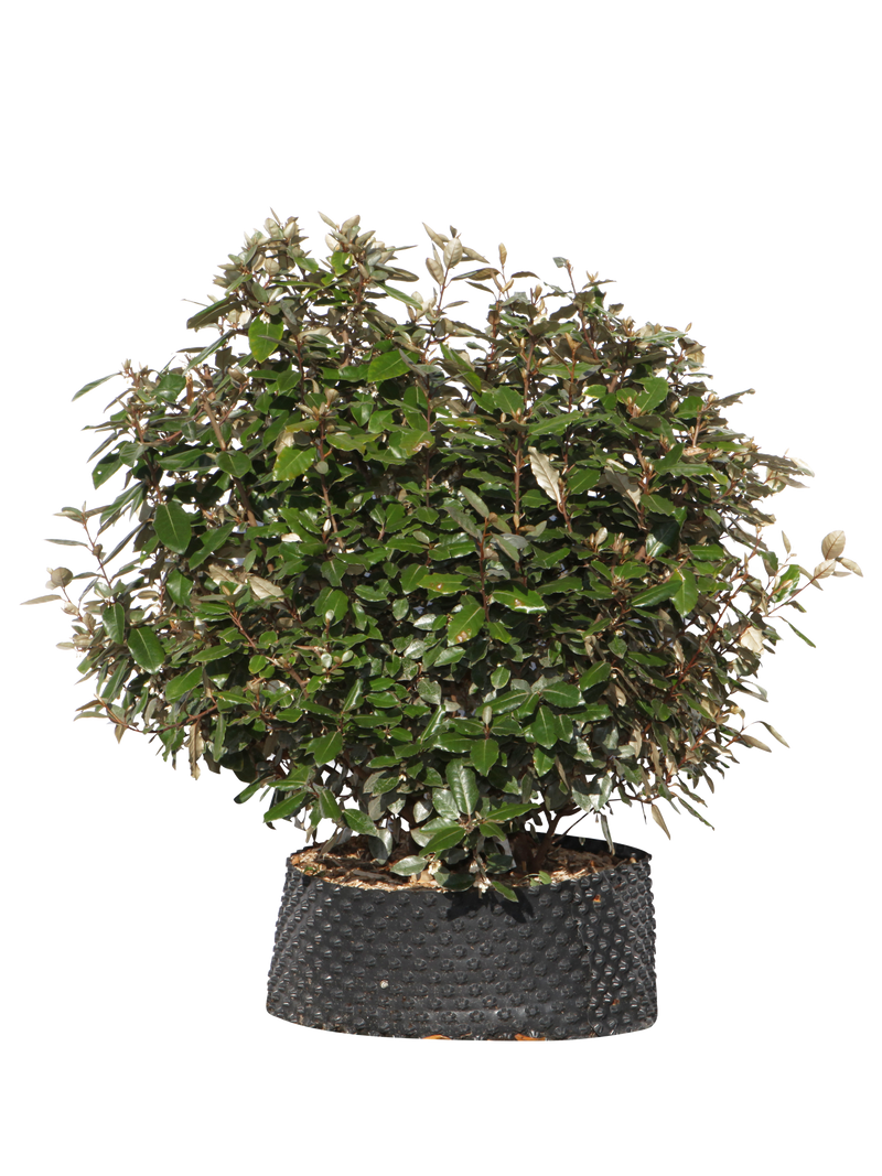 Pianta di Elaeagnus ebbingei compacta in vaso R50