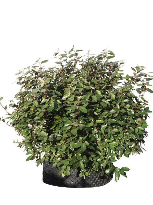 Pianta di Elaeagnus x ebbingei in vaso R50