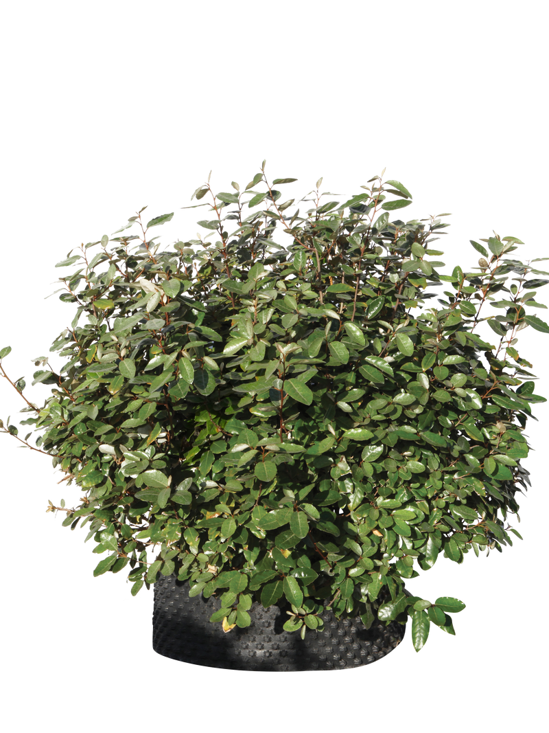 Pianta di Elaeagnus x ebbingei in vaso R50