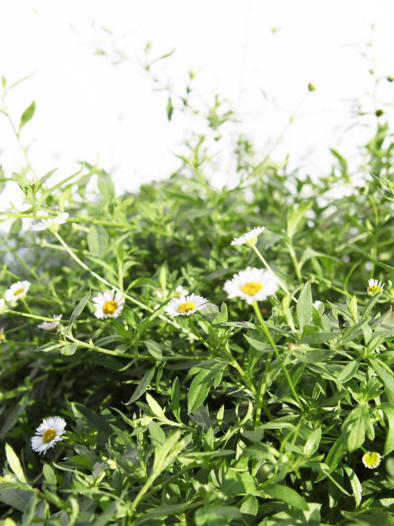 Dettaglio di una pianta di Erigeron karvinskianus