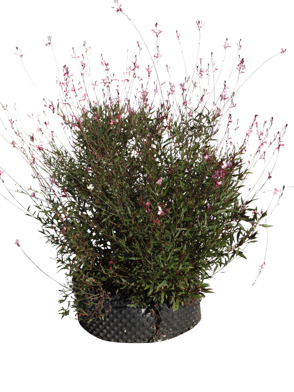 Pianta di Gaura lindheimeri 'Siskiyou Pink' in vaso R50