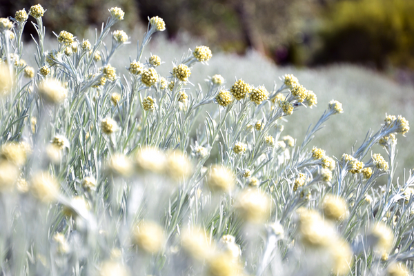 Dettaglio di una pianta di Helichrysum italicum