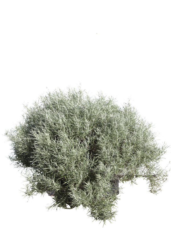 Pianta di Helichrysum italicum in vaso R50