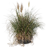 Cortaderia selloana - Flatpot