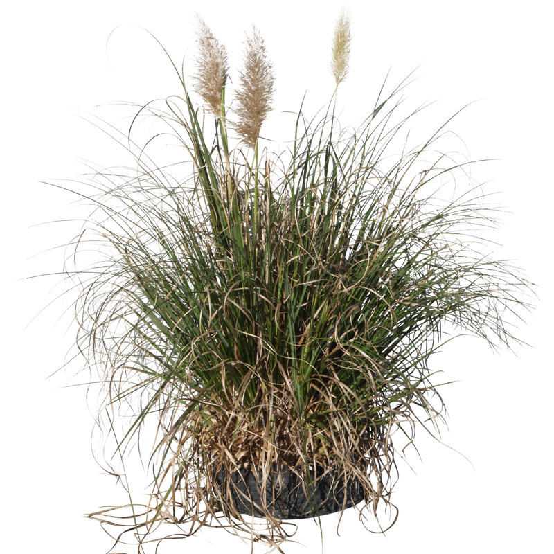 Cortaderia selloana - Flatpot