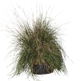 Pennisetum setaceum- Flatpot