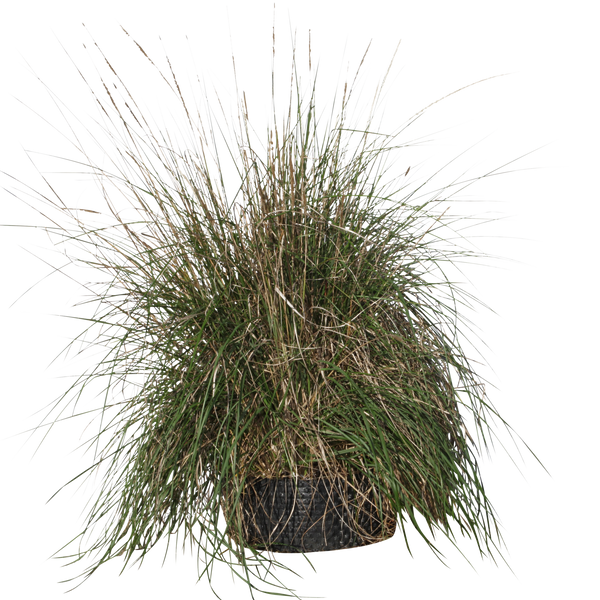 Pennisetum setaceum- Flatpot