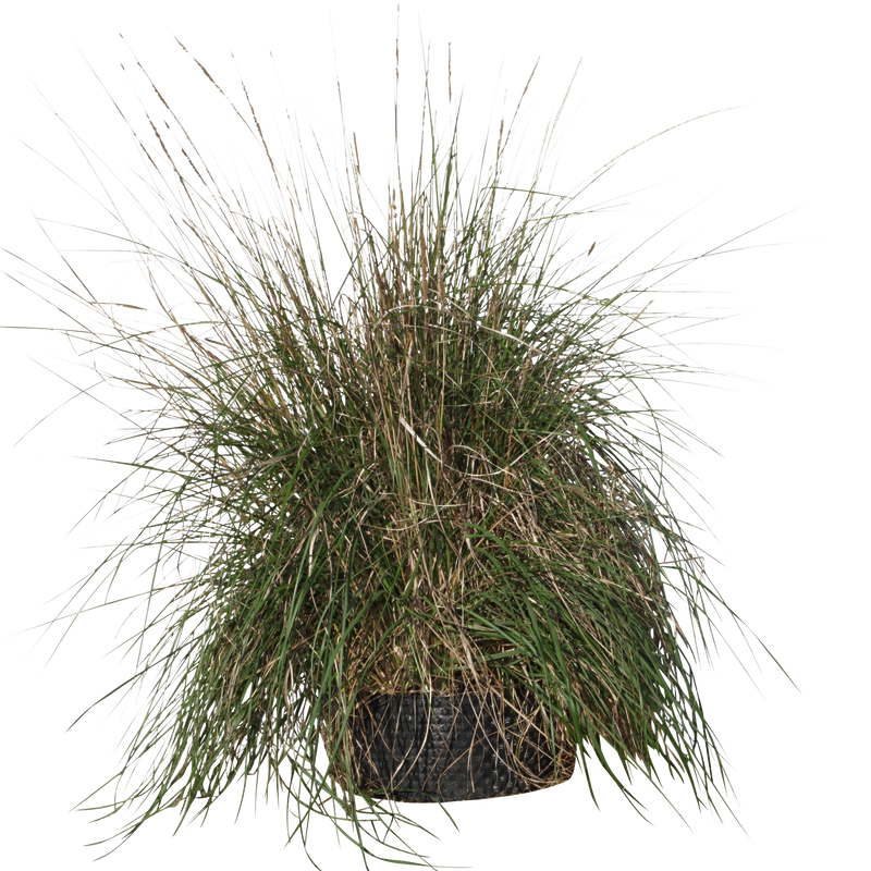 Pennisetum setaceum- Flatpot