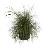 Pennisetum macrorum - Flatpot