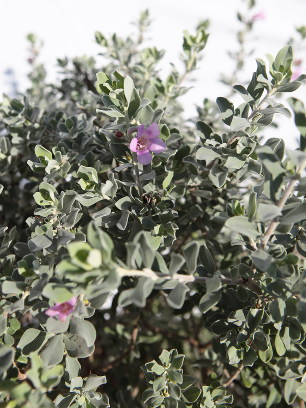 Dettaglio di una pianta di Leucophyllum frutescens