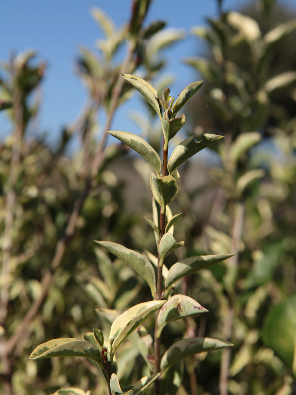 Dettaglio di una pianta di Ligustrum ovalifolium variegatum