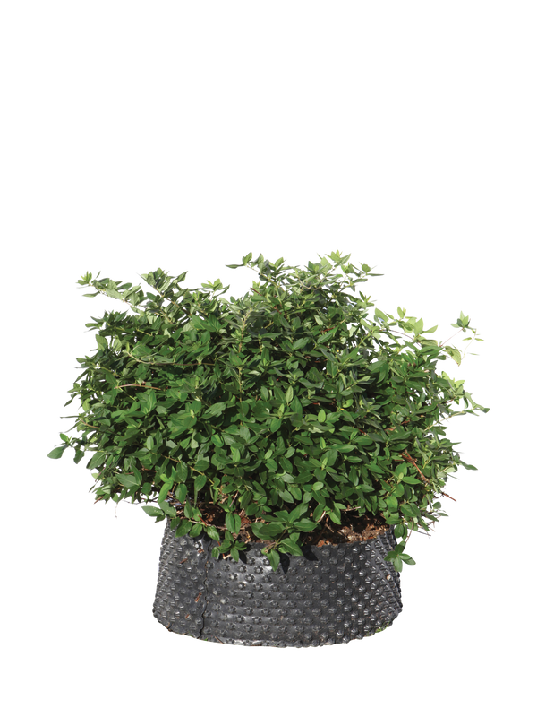 Pianta di Lonicera caprifolium in vaso R50