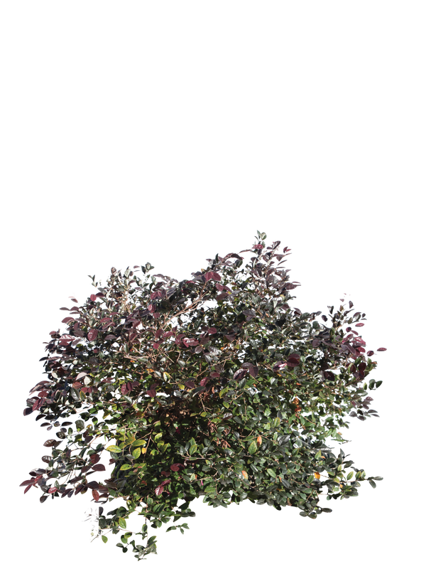 Pianta di Loropetalum chinense ‘Fire Dance’ in vaso R50