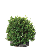 Pianta di Myrtus communis in vaso R50