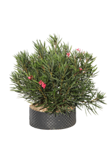 Pianta di Nerium oleander Papa gambetta in vaso R50