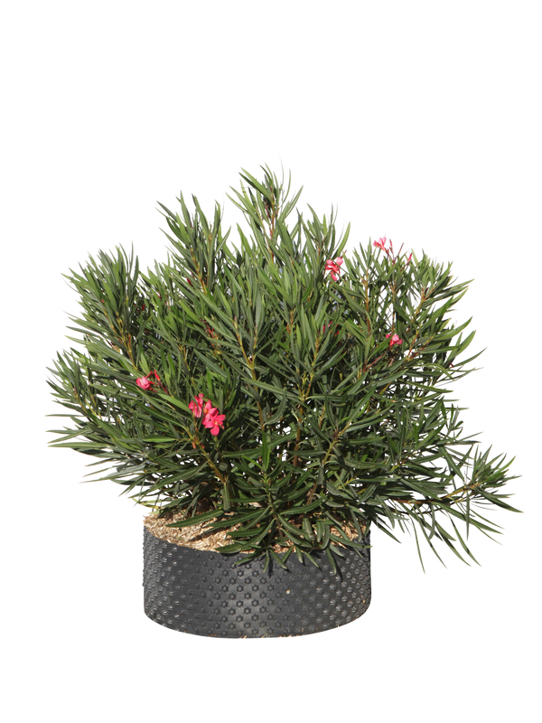 Pianta di Nerium oleander Papa gambetta in vaso R50