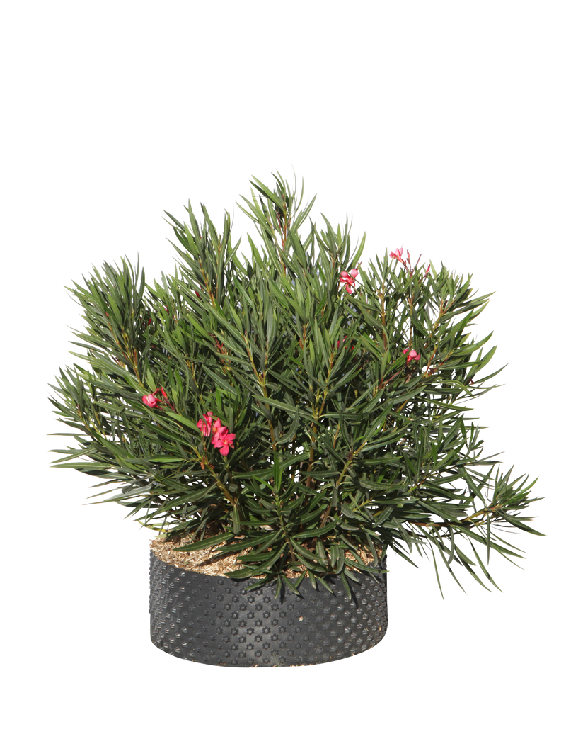 Pianta di Nerium oleander Papa gambetta in vaso R50