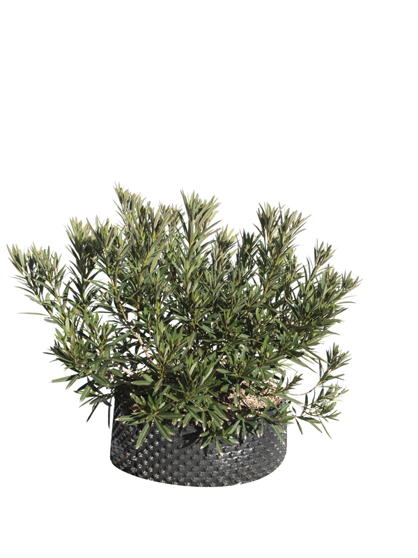 Pianta di Nerium oleander 'Maravenne' in vaso R50