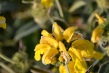 Dettaglio di una pianta di Phlomis fruticosa 'Le Sud'