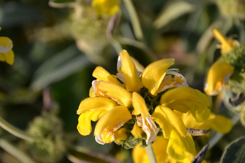 Dettaglio di una pianta di Phlomis fruticosa 'Le Sud'