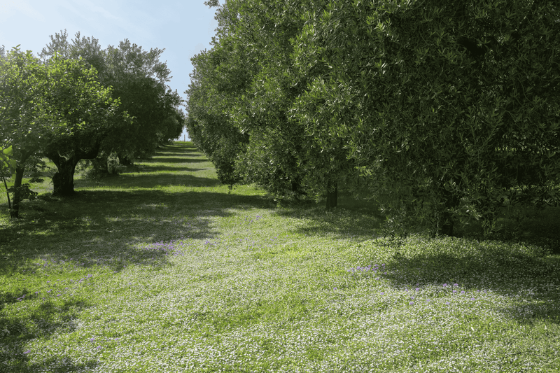 Césped de Lippia nodoflora var. canescens 