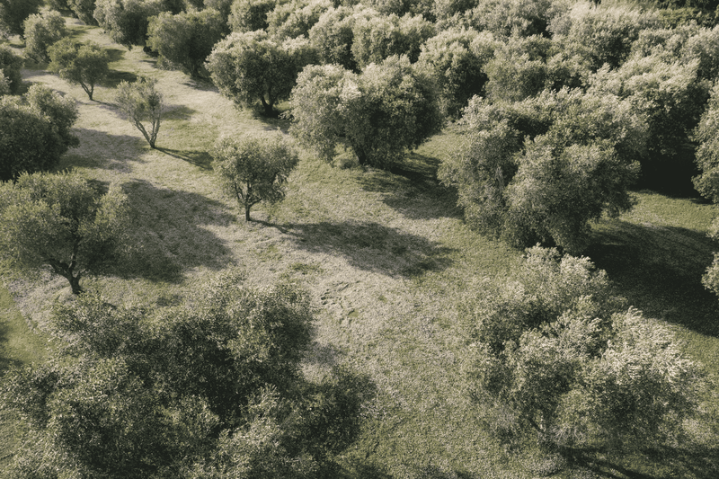 Prato di Lippia nodiflora var. canescens