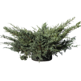 Juniperus chinensis ‘Glauca Hetzi’ - Flatpot