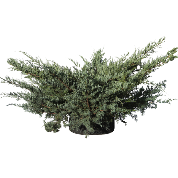 Juniperus chinensis ‘Glauca Hetzi’ - Flatpot