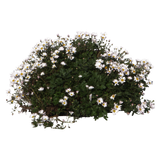 Anthemis maritima - Flatpot