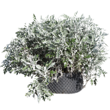 Senecio cineraria - Flatpot