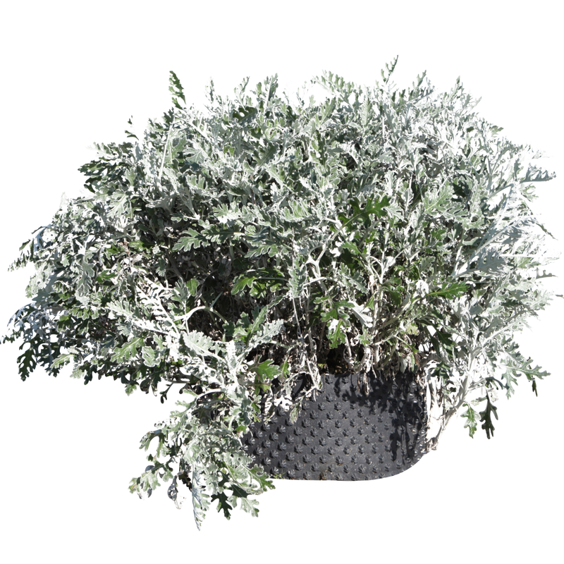 Senecio cineraria - Flatpot