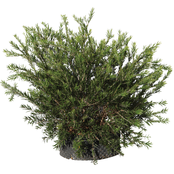 Callistemon masotti mini red - Flatpot